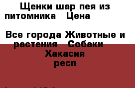 Щенки шар-пея из питомника › Цена ­ 15 000 - Все города Животные и растения » Собаки   . Хакасия респ.